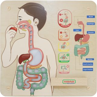 MASTERKIDZ Montessori Digestive System Educational Board